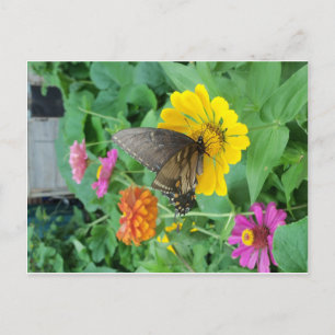 Dunkler Schmetterling 1 Postkarte