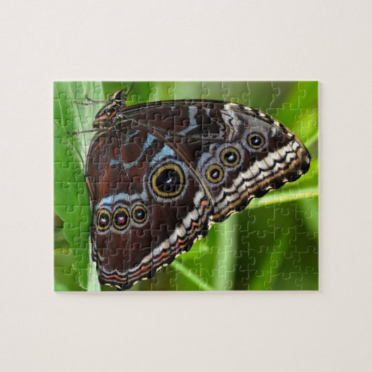 Dunkler Schmetterling sitzt auf Blätter in der Nat Puzzle (Horizontal)