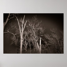 Dunkler Wald – Unheimliche Schwarz-Weiß-Baum-Kunst