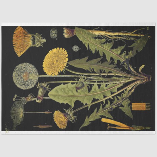 dunkles Dandilion Möbelpapier Seidenpapier (Vorderseite)