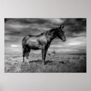 Dunkles Horse Poster