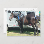 Dunkles Pferd Postkarte (Vorne/Hinten)