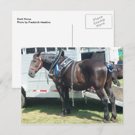 Dunkles Pferd Postkarte (Vorne/Hinten)