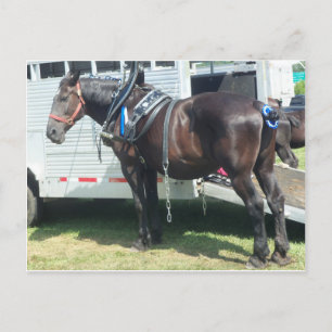 Dunkles Pferd Postkarte