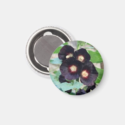Dunkles Schwarz-Stiefmütterchen Viola Blumendesign Magnet (Vorderseite/Rückseite)