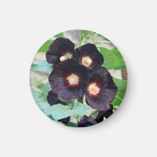 Dunkles Schwarz-Stiefmütterchen Viola Blumendesign Magnet