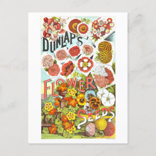 Dunlap-Blumensamen Vintage-Werbung Postkarte
