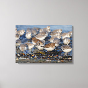 Dunlins und Sanderlings am Strand Leinwanddruck