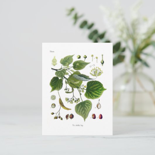 Dünnblättrig Postkarte (Stehend Vorderseite)