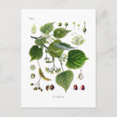 Dünnblättrig Postkarte (Vorderseite)