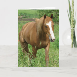 Dunnit, Pferd zum Geburtstag Karte
