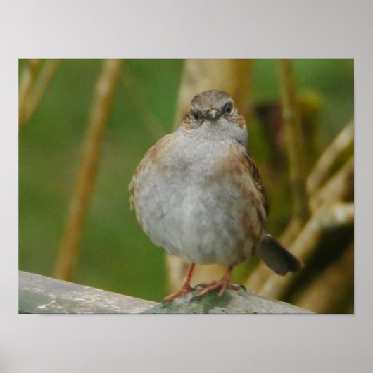 Dunnock Poster (Vorne)