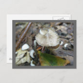 Duo Frill Mushroom Postcard Postkarte (Vorne/Hinten)