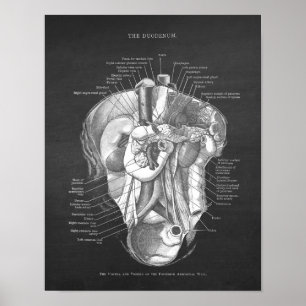 Duodenum Anatomie Art Gastroenterologe Wall Deco Poster