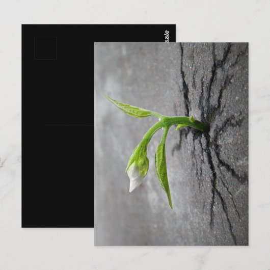 durch Beton Postkarte (Vorne/Hinten)