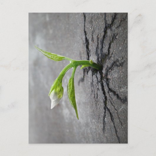 durch Beton Postkarte (Vorderseite)