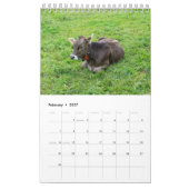 Durch das Jahr mit hübschen Kühen! Kalender (Feb 2027)