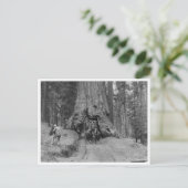 Durch den großen Baum Wawona kommen Postkarte (Stehend Vorderseite)