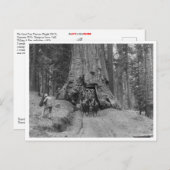 Durch den großen Baum Wawona kommen Postkarte (Vorne/Hinten)