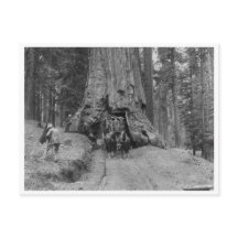 Durch den großen Baum Wawona kommen