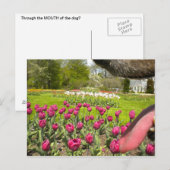 Durch den Mund des Hundes? Postkarte (Vorne/Hinten)