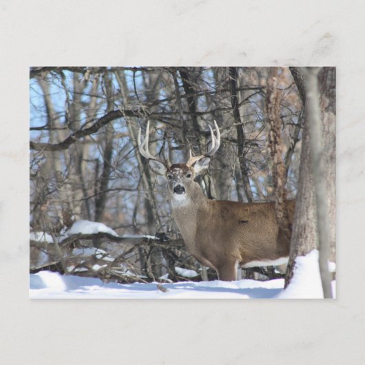 DURCH DEN TIEFEN SCHNEE POSTKARTE (Vorderseite)