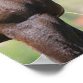 Durch die Augen eines Pferdes Poster (Ecke)