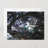 Durch die Bäume Postkarte (Vorne/Hinten)
