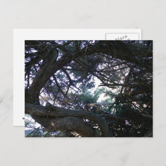 Durch die Bäume Postkarte (Vorne/Hinten)