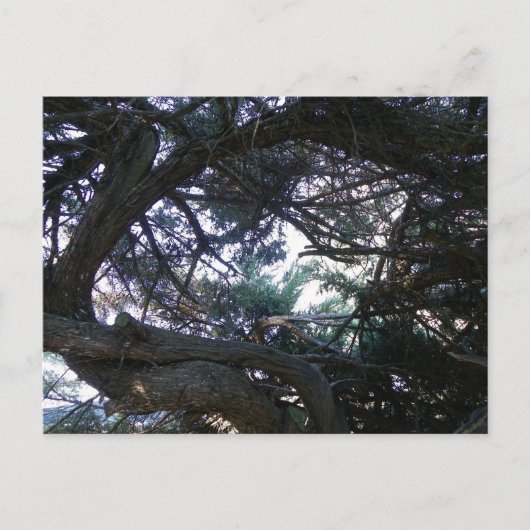 Durch die Bäume Postkarte (Vorderseite)