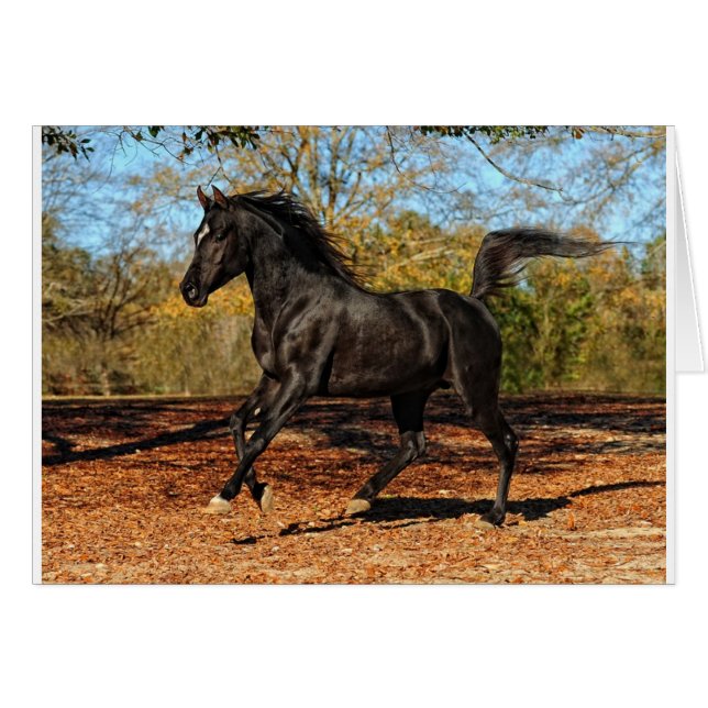 Durch die Herbstblätter (Vorderseite (Horizontal))