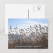 Durch die Schilf. Postkarte (Vorne/Hinten)