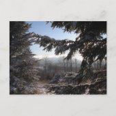 durch Nadelbäume Postkarte (Vorderseite)