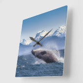 Durchbrechen des Buckel-Wals in Alaska Quadratische Wanduhr (Winkel)