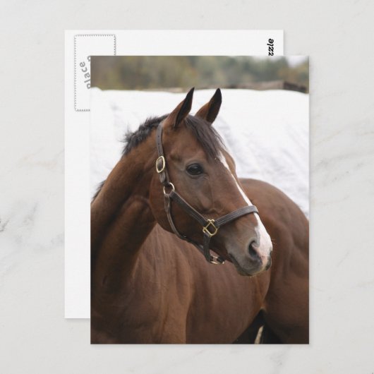 durchdachte Postkarte (Vorne/Hinten)