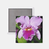 Durchfluss Orchid, Cattleya trianae (b c michaelan Magnet (Vorderseite/Rückseite)