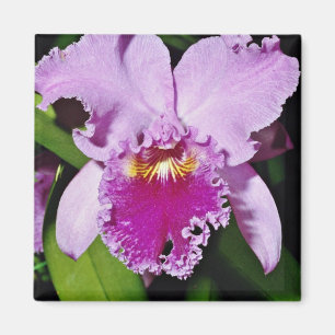 Durchfluss Orchid, Cattleya trianae (b c michaelan Magnet
