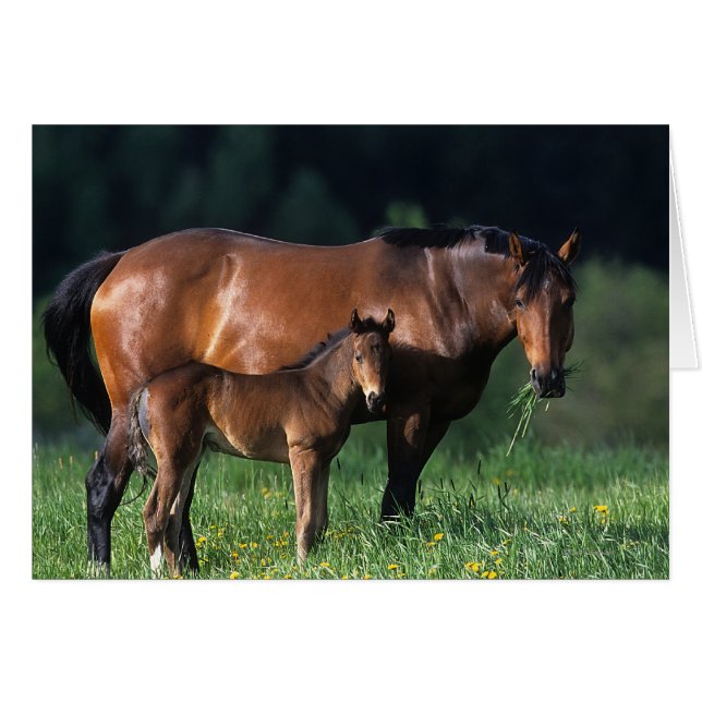 Durchgeklebte Mare & Foal 1 (Vorderseite (Horizontal))