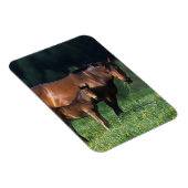 Durchgeklebte Mare & Foal 1 Magnet (Rechte Seite)