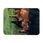 Durchgeklebte Mare & Foal 1 Magnet (Horizontal)