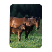 Durchgeklebte Mare & Foal 1 Magnet (Vertikal)