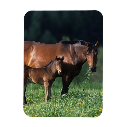 Durchgeklebte Mare & Foal 1 Magnet (Vertikal)