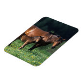 Durchgeklebte Mare & Foal 1 Magnet (Linke Seite)