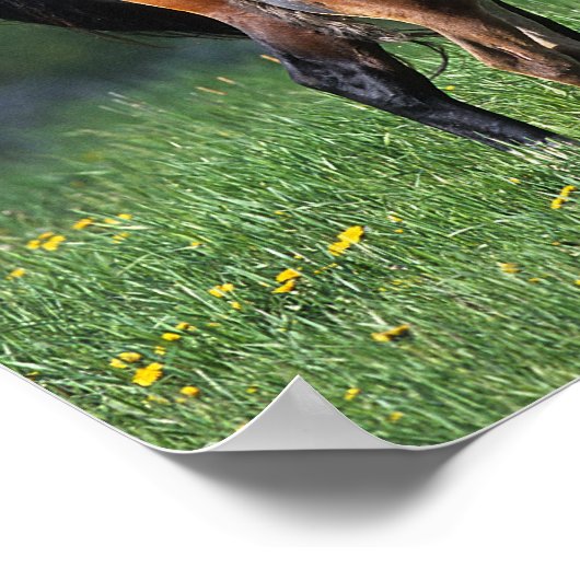 Durchgeklebte Mare & Foal 1 Poster (Ecke)