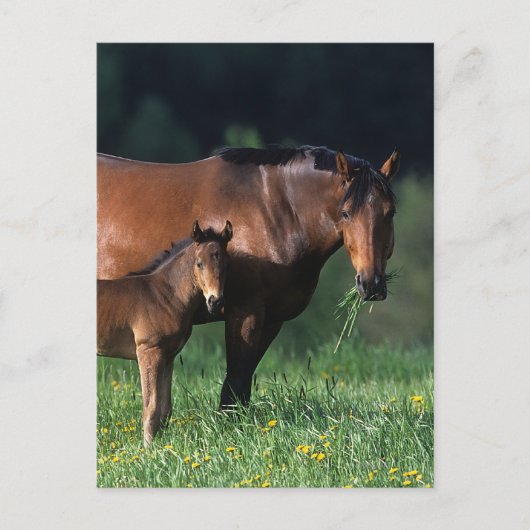 Durchgeklebte Mare & Foal 1 Postkarte (Vorderseite)