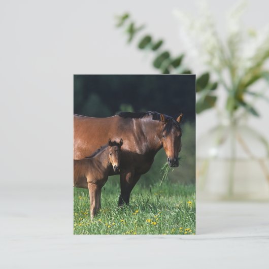 Durchgeklebte Mare & Foal 1 Postkarte (Stehend Vorderseite)