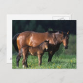 Durchgeklebte Mare & Foal 1 Postkarte (Vorne/Hinten)
