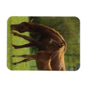 Durchgeklebte Mare & Foal 2 Magnet (Horizontal)