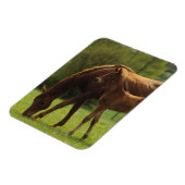 Durchgeklebte Mare & Foal 2 Magnet (Linke Seite)
