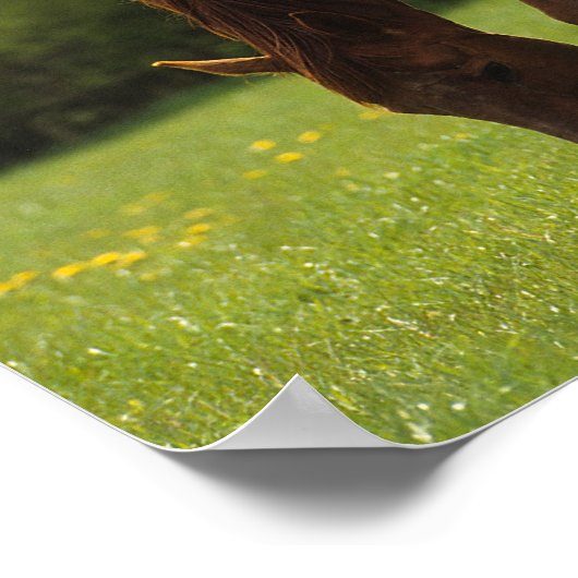 Durchgeklebte Mare & Foal 2 Poster (Ecke)